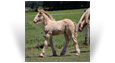 ~Reme~ '18 Smoky Black Pearl Colt out of Nessie - Illinois